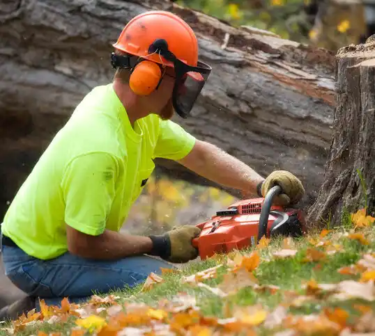 tree services Valley View